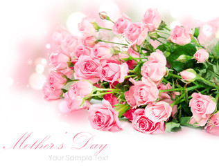 Tender pink roses isolated on white