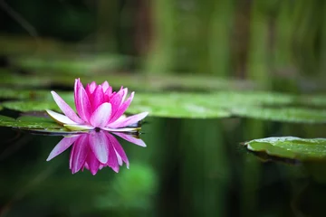 Fotobehang Lotusbloem Roze waterlelie