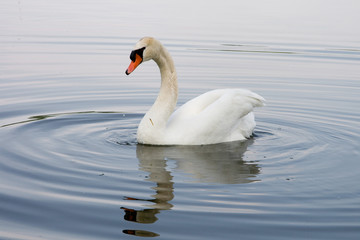 Cigno