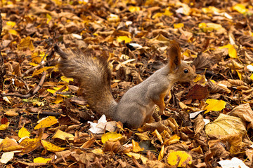 Chewing Squirrel