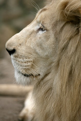 White Lion