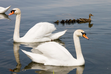 Cigno