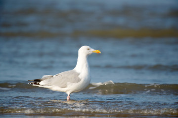 Fototapeta na wymiar Lesser Black-backed Gull
