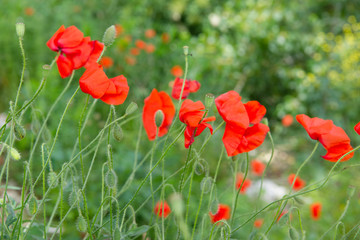 Naklejka premium Field red poppies