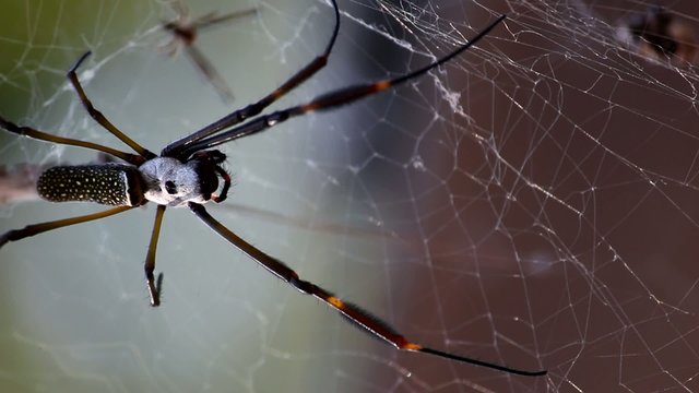 Ara&ntilde;a Tejedora Dorada_0779