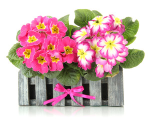 Beautiful pink primulas wooden decorative flowerpot, isolated