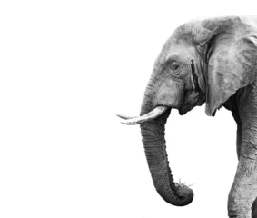 Foto auf Leinwand Elefant © donvanstaden
