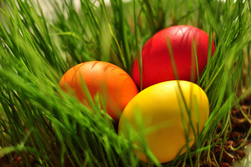 color eggs in a green grass
