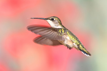 Ruby-throated Hummingbird In Flight