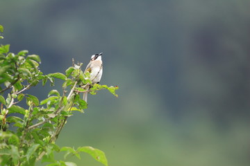 Light-vented Bulbul (Light-vented Bulbul) in Taiwan