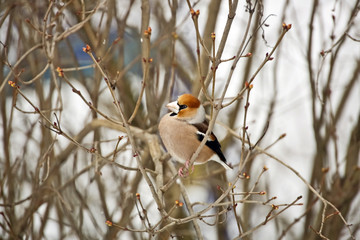 Hawfinch