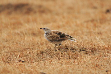 オオコウテンシ