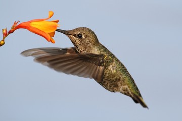 Annas Hummingbird (Calypte anna)