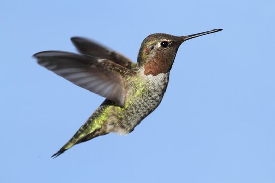 Annas Hummingbird (Calypte Anna)