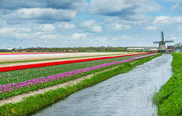 Obraz premium Springtime In Holland