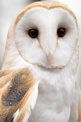 Barn Owl Portrait