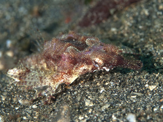Obraz na płótnie Canvas Coral Sea fish Smok Moth