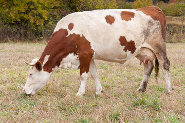 Fototapeta na wymiar milch krowy
