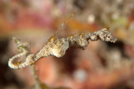 Pygmy Pipehorse