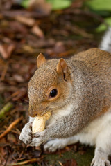 Obraz premium squirrel eating nuts in the winter