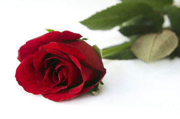 Fototapeta premium Red rose
