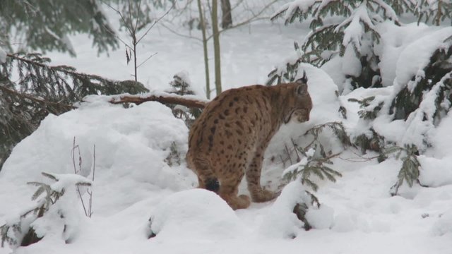 Luchs im Winter