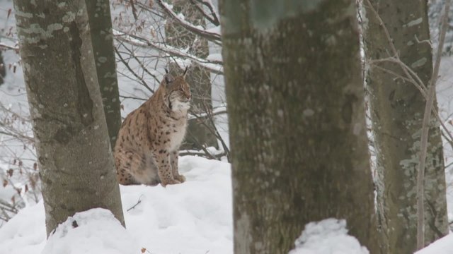Luchs im Winter