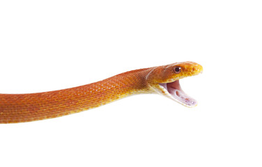 Texas rat snake over white