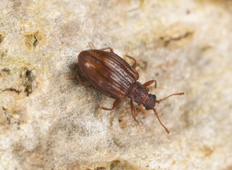 Stephostethus lardarius, a Scavenger beetle, on wood