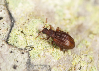 Stephostethus lardarius, a Scavenger beetle, on wood