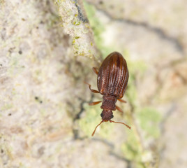 Stephostethus lardarius, a Scavenger beetle, on wood