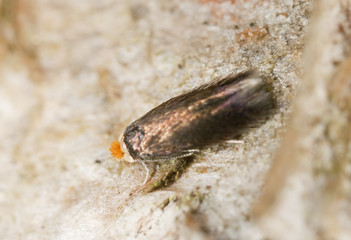 Small moth, extreme close-up with high magnification