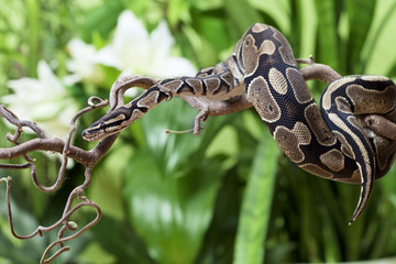 Obraz premium Wąż Royal Python spoczywał na gałęzi