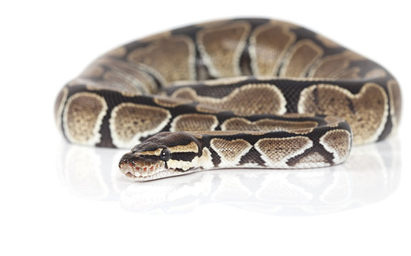 Royal Python snake in studio