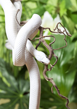 Texas rat snake rested on branch