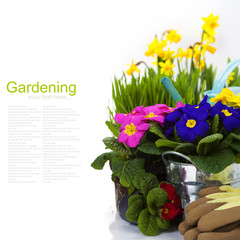 Spring flowers and garden tools