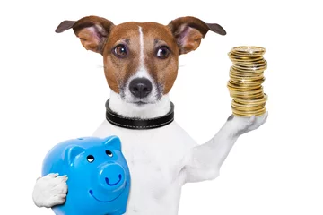 Cercles muraux Chien fou money saving dog