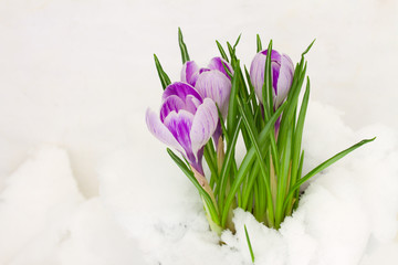 violet crocuses in snow