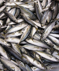 Obraz premium Yellow Fin Fishes