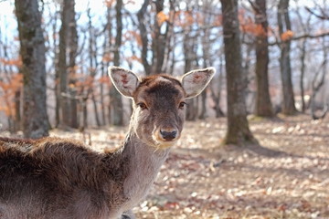 fallow deer doe portrait