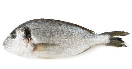 Dorade gilthead bream isolated on white