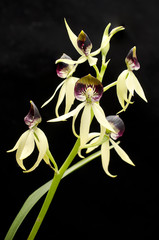 Prosthechea cochleata / Encyclia cochleata