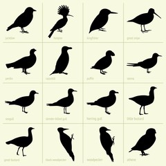 Set of birds (part 2)