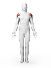 3d rendered illustration - schoulder muscles