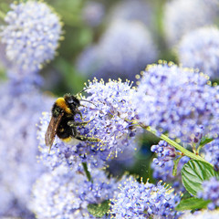 schmetterlingsstrauch mit hummel