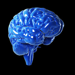 3d rendered illustration - glossy blue brain