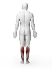 3d rendered illustration - lower leg muscles