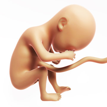 3d rendered illustration - human fetus month 6