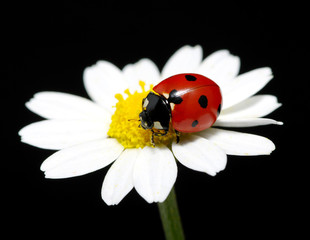 ladybug
