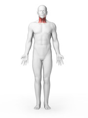 3d rendered illustration - throat muscles